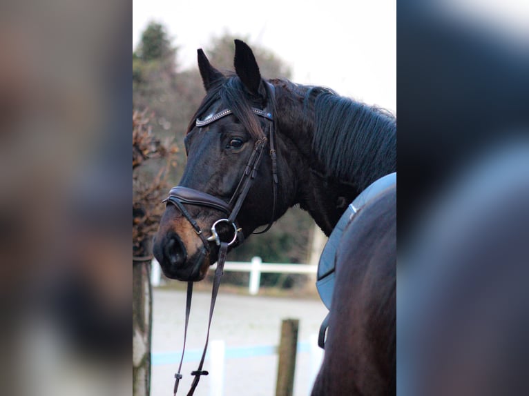 Hannoveriano Caballo castrado 5 años 173 cm Castaño oscuro in Hattingen