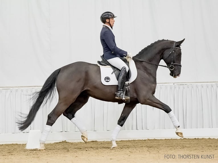 Hannoveriano Caballo castrado 5 años 173 cm Castaño oscuro in Verden