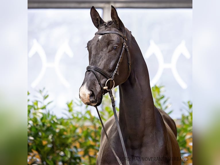 Hannoveriano Caballo castrado 5 años 173 cm Castaño oscuro in Verden