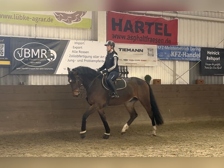 Hannoveriano Caballo castrado 5 años 173 cm Castaño oscuro in Hoya
