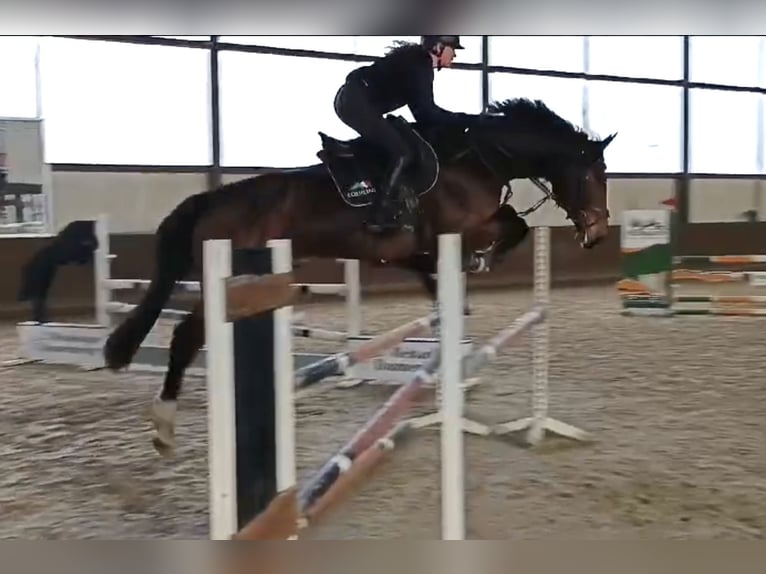 Hannoveriano Caballo castrado 5 años 173 cm Castaño oscuro in Hoya