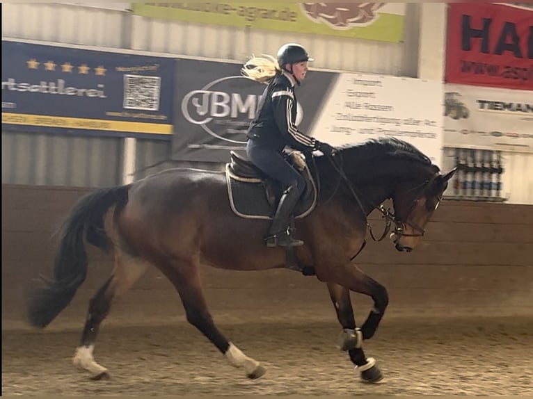 Hannoveriano Caballo castrado 5 años 173 cm Castaño oscuro in Hoya