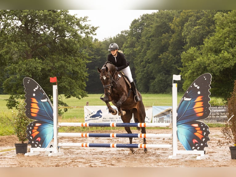 Hannoveriano Caballo castrado 5 años 173 cm Morcillo in Hohenfelde