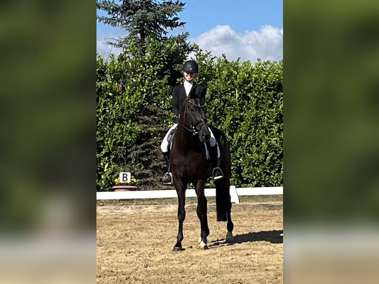 Hannoveriano Caballo castrado 5 años 173 cm Negro in Börrstadt