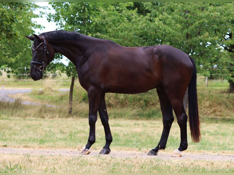 Hannoveriano Caballo castrado 5 años 173 cm Negro in Börrstadt