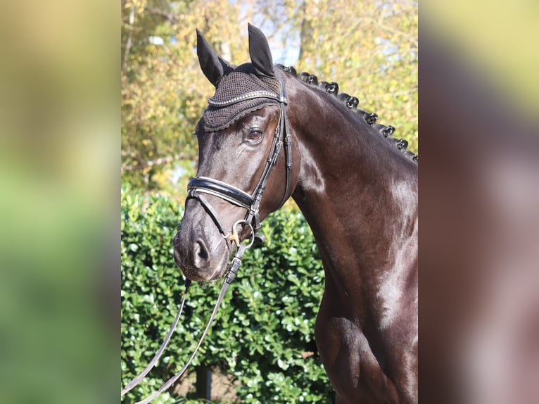 Hannoveriano Caballo castrado 5 años 173 cm Negro in Selsingen