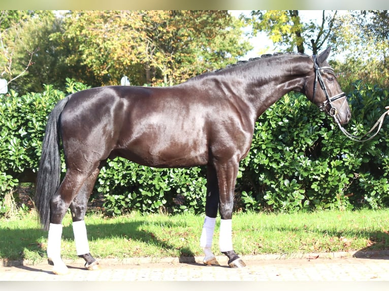 Hannoveriano Caballo castrado 5 años 173 cm Negro in Selsingen