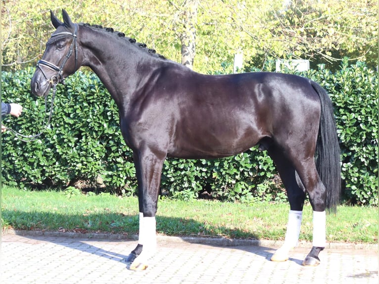 Hannoveriano Caballo castrado 5 años 173 cm Negro in Selsingen