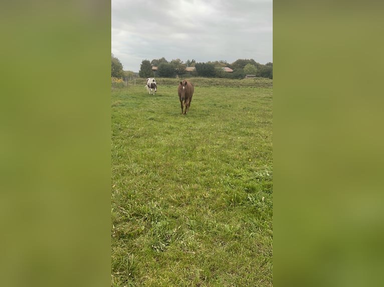 Hannoveriano Caballo castrado 5 años 174 cm Alazán in Lalendorf Wattmannshagen