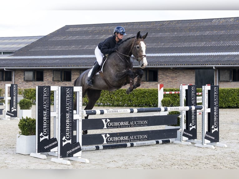 Hannoveriano Caballo castrado 5 años 174 cm  in Waddinxveen