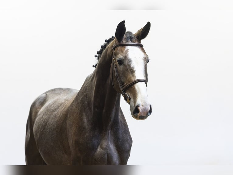 Hannoveriano Caballo castrado 5 años 174 cm  in Waddinxveen