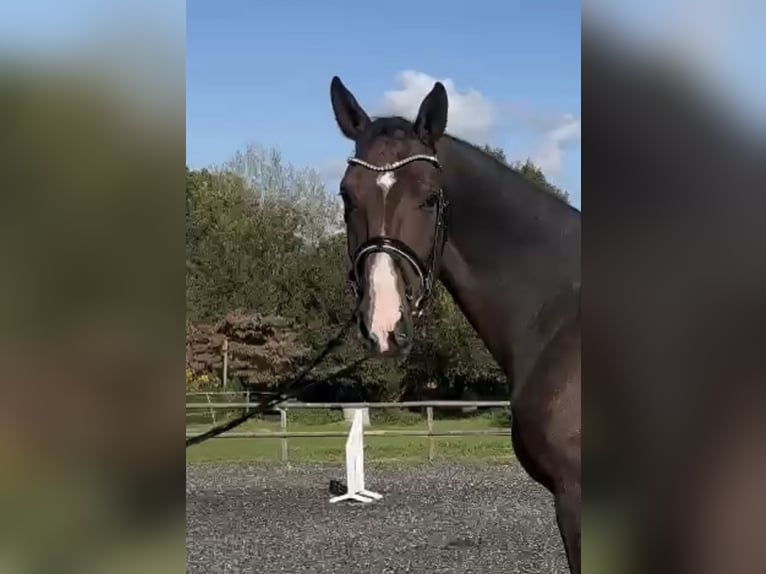 Hannoveriano Caballo castrado 5 años 174 cm Castaño in Hasbergen