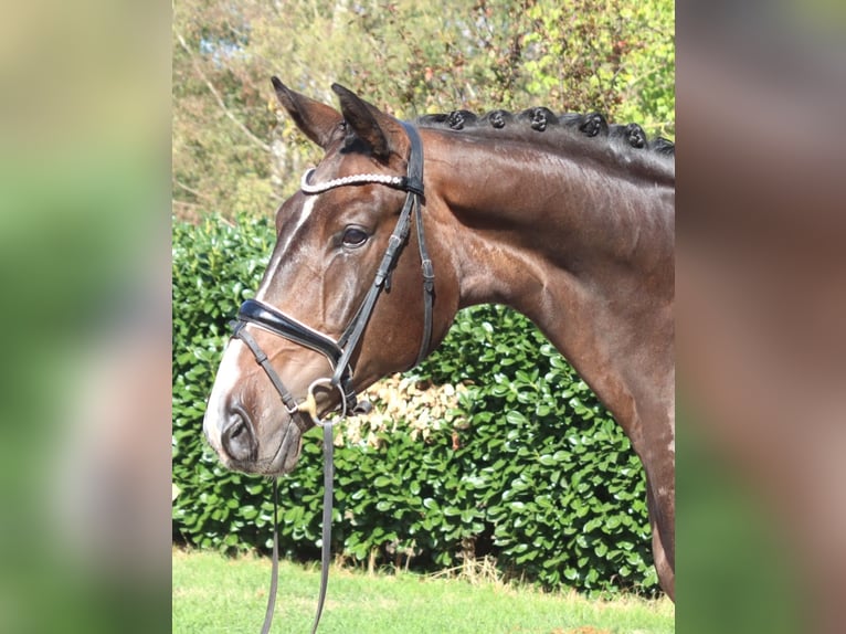 Hannoveriano Caballo castrado 5 años 174 cm Castaño in Selsingen