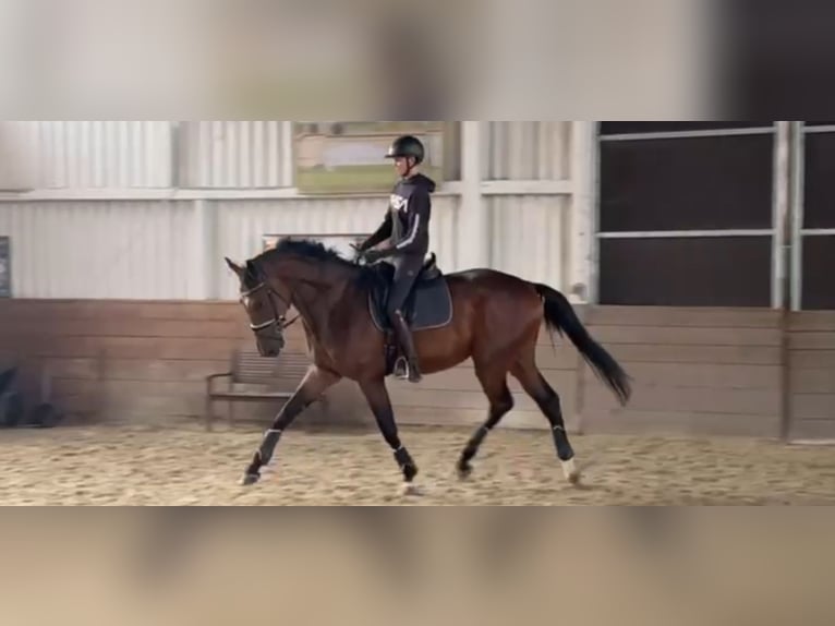 Hannoveriano Caballo castrado 5 años 174 cm Castaño oscuro in Balge