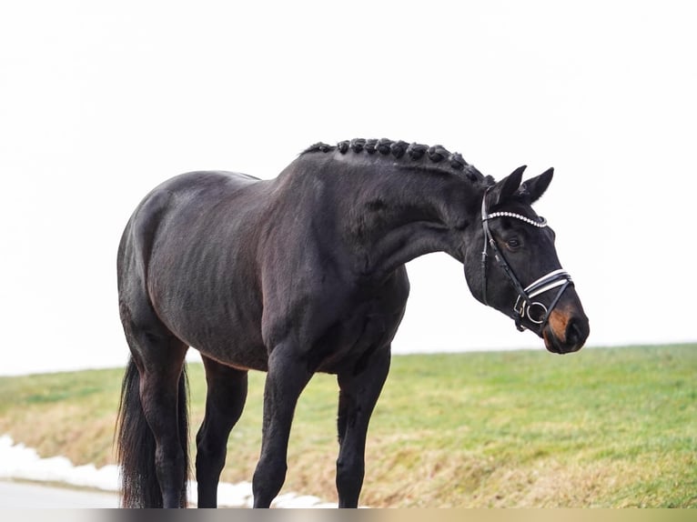 Hannoveriano Caballo castrado 5 años 174 cm Castaño oscuro in Gleichen