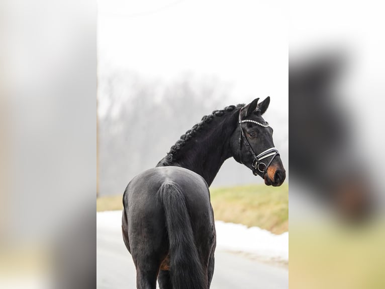 Hannoveriano Caballo castrado 5 años 174 cm Castaño oscuro in Gleichen