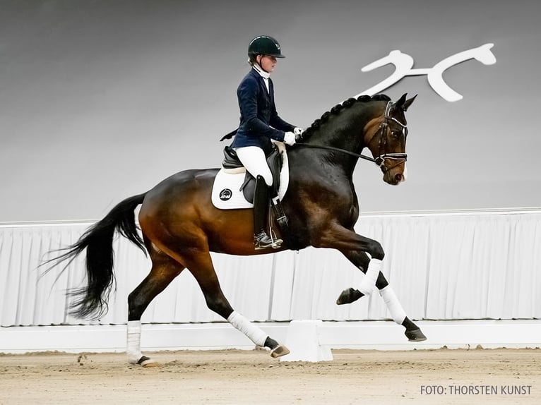 Hannoveriano Caballo castrado 5 años 174 cm Castaño oscuro in Verden