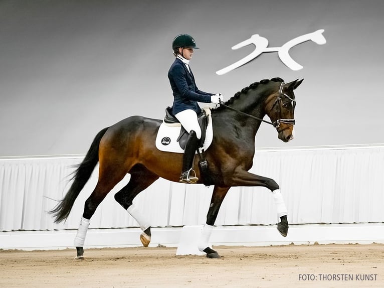 Hannoveriano Caballo castrado 5 años 174 cm Castaño oscuro in Verden