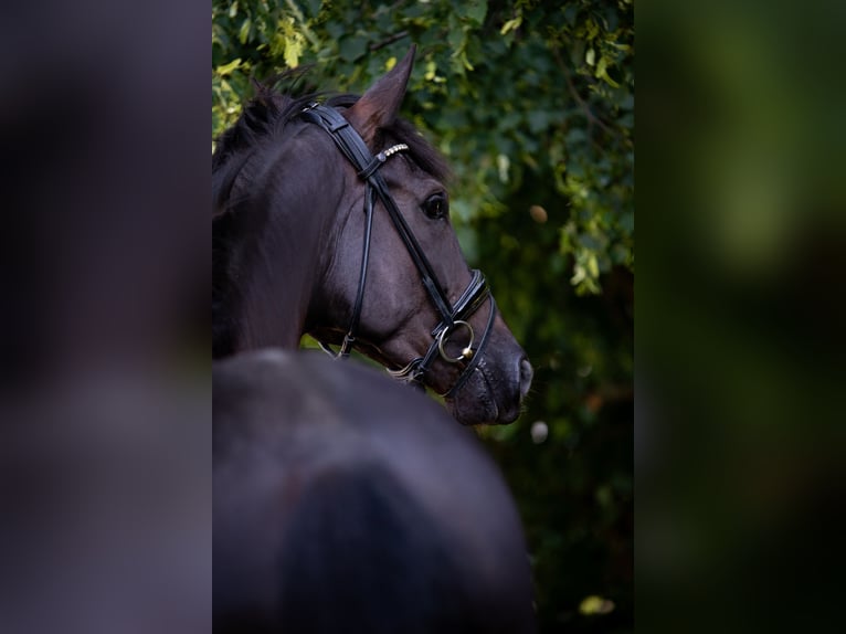 Hannoveriano Caballo castrado 5 años 174 cm Negro in Springe
