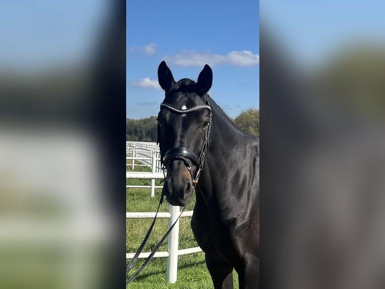 Hannoveriano Caballo castrado 5 años 174 cm Negro in Ebreichsdorf