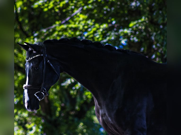 Hannoveriano Caballo castrado 5 años 174 cm Negro in Chieming