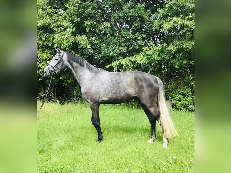 Hannoveriano Caballo castrado 5 años 174 cm Tordo in Rosdorf