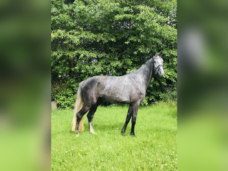 Hannoveriano Caballo castrado 5 años 174 cm Tordo in Rosdorf