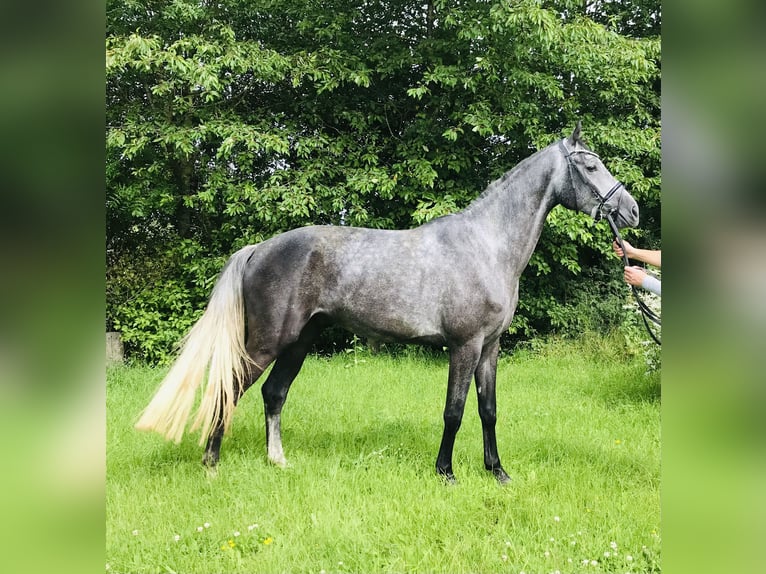 Hannoveriano Caballo castrado 5 años 174 cm Tordo in Rosdorf