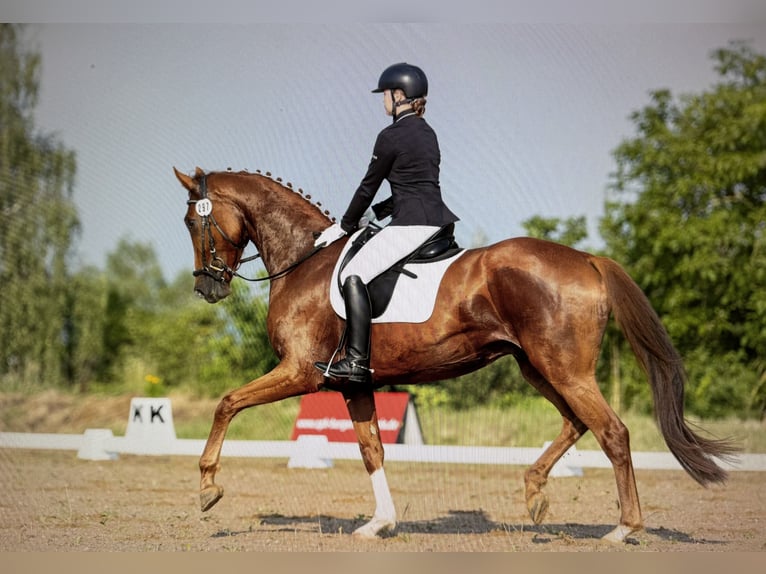 Hannoveriano Caballo castrado 5 años 175 cm Alazán in Braunsbedra