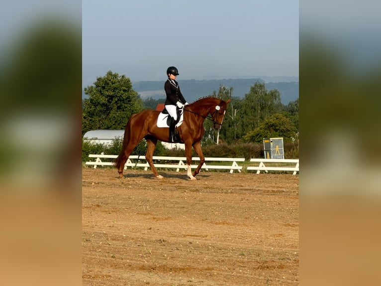 Hannoveriano Caballo castrado 5 años 175 cm Alazán in Braunsbedra