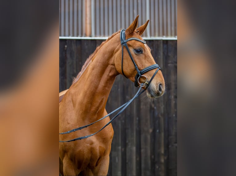 Hannoveriano Caballo castrado 5 años 175 cm Alazán in Burgdorf