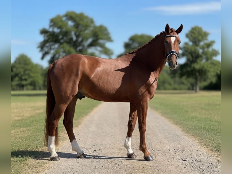 Hannoveriano Caballo castrado 5 años 175 cm Alazán in Chambéon