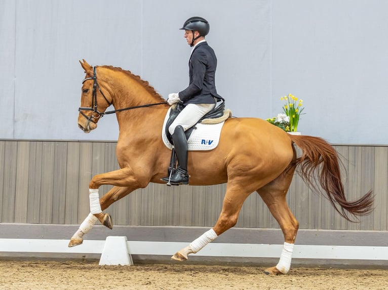 Hannoveriano Caballo castrado 5 años 175 cm Alazán in Münster-Handorf