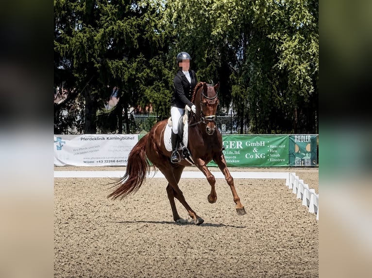 Hannoveriano Caballo castrado 5 años 175 cm Alazán-tostado in Davidschlag