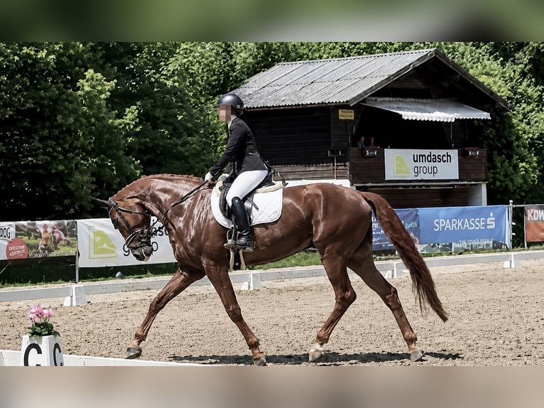 Hannoveriano Caballo castrado 5 años 175 cm Alazán-tostado in Davidschlag