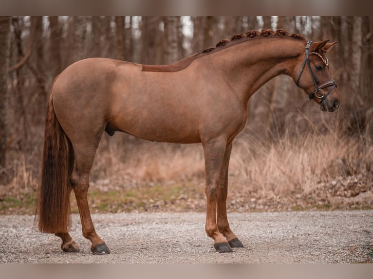 Hannoveriano Caballo castrado 5 años 175 cm Alazán-tostado in Wehringen