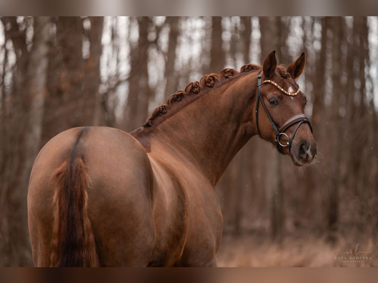 Hannoveriano Caballo castrado 5 años 175 cm Alazán-tostado in Wehringen