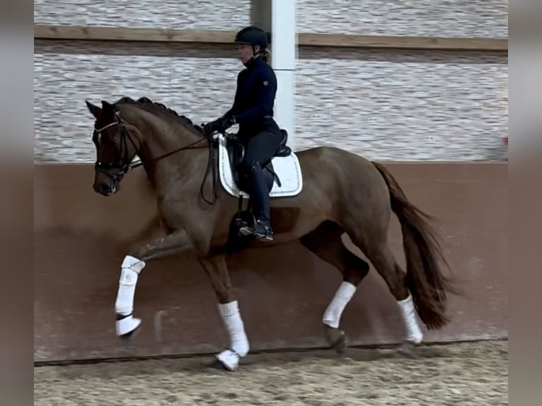 Hannoveriano Caballo castrado 5 años 175 cm Alazán-tostado in Wehringen