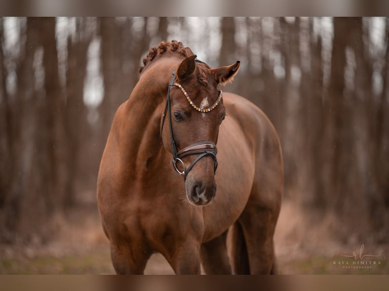 Hannoveriano Caballo castrado 5 años 175 cm Alazán-tostado in Wehringen