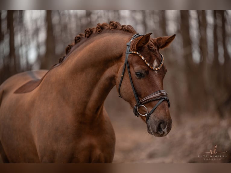 Hannoveriano Caballo castrado 5 años 175 cm Alazán-tostado in Wehringen