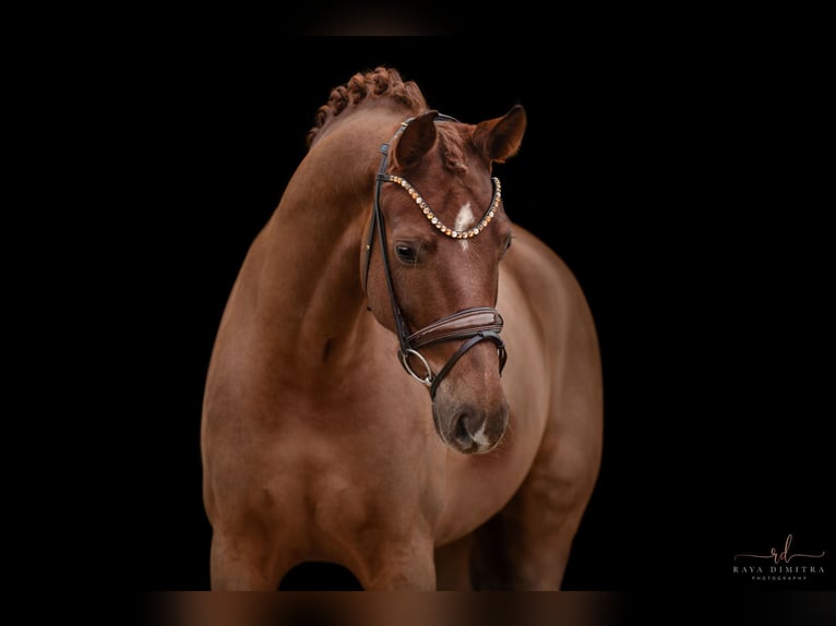 Hannoveriano Caballo castrado 5 años 175 cm Alazán-tostado in Wehringen