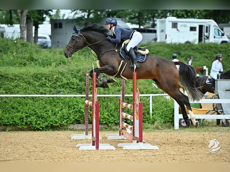 Hannoveriano Caballo castrado 5 años 175 cm Alazán-tostado in Loiching