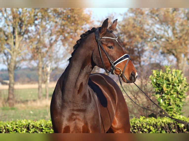 Hannoveriano Caballo castrado 5 años 175 cm Castaño in Reeßum