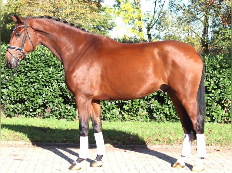 Hannoveriano Caballo castrado 5 años 175 cm Castaño in Selsingen