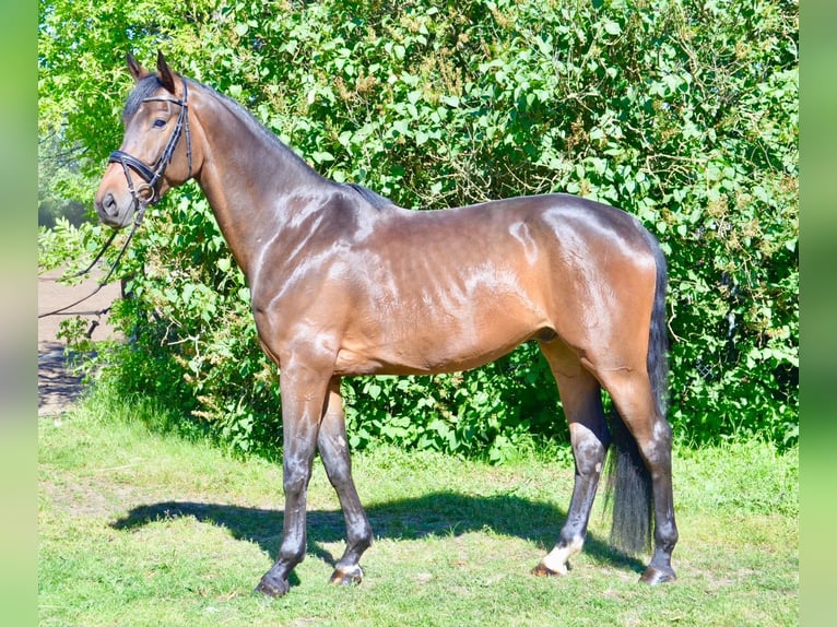 Hannoveriano Caballo castrado 5 años 175 cm Castaño in Wedemark