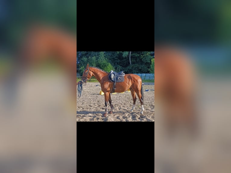 Hannoveriano Caballo castrado 5 años 175 cm Castaño in Hambergen