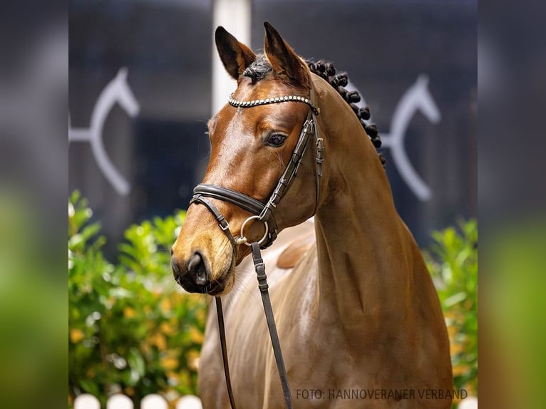 Hannoveriano Caballo castrado 5 años 175 cm Castaño in Verden