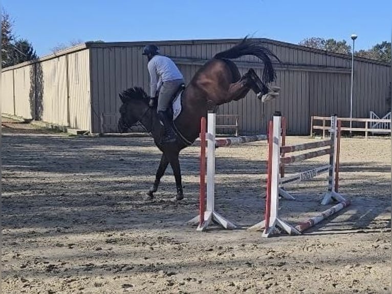 Hannoveriano Caballo castrado 5 años 175 cm Castaño claro in Roßdorf