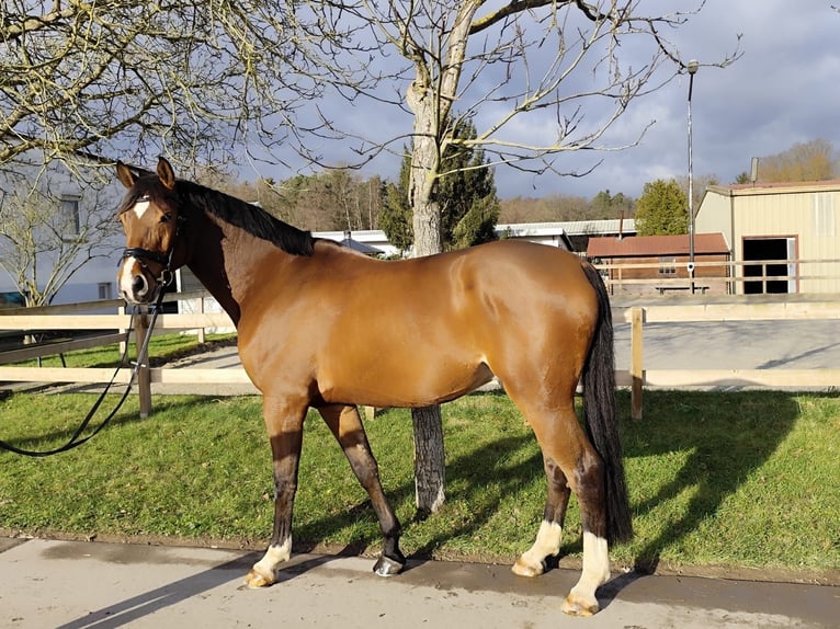 Hannoveriano Caballo castrado 5 años 175 cm Castaño claro in Roßdorf