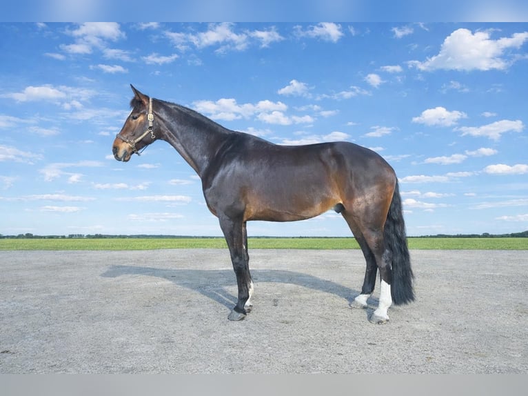 Hannoveriano Caballo castrado 5 años 175 cm Castaño oscuro in Hildesheim